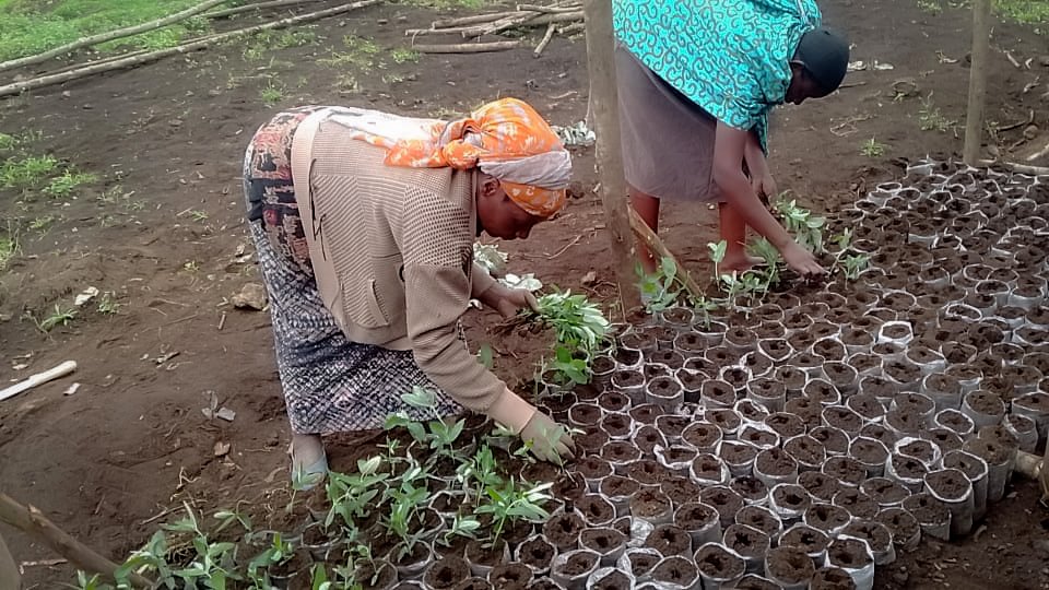 EPENA Cellule Kibumba : 1 400 eucalyptus repiqués pour protéger l’environnement